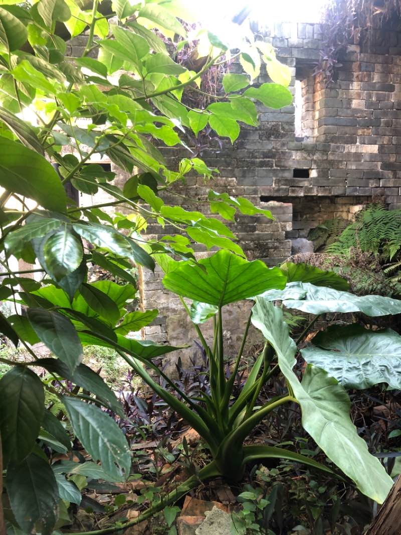 walking near me in 九龙公园 in winter