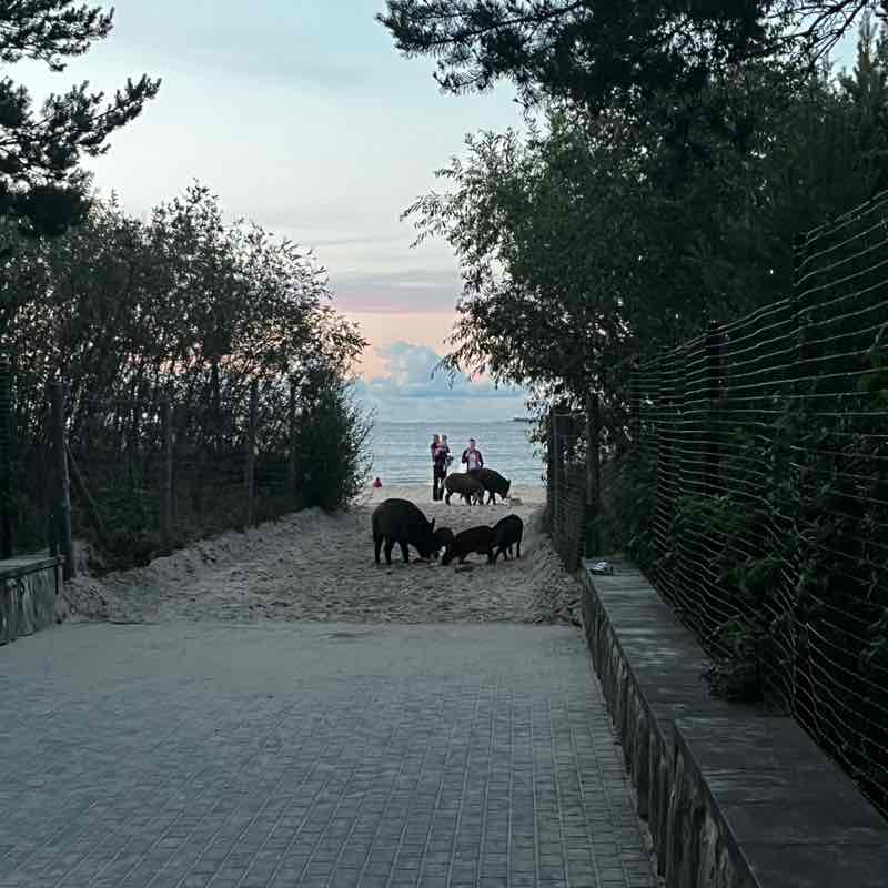 Sviatlana Kazakevich post 1