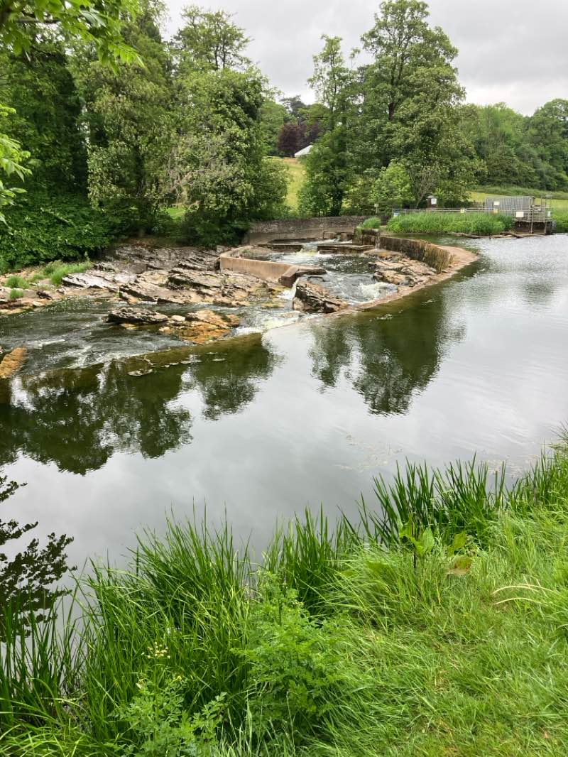 walking near me in Brungerley Park in spring