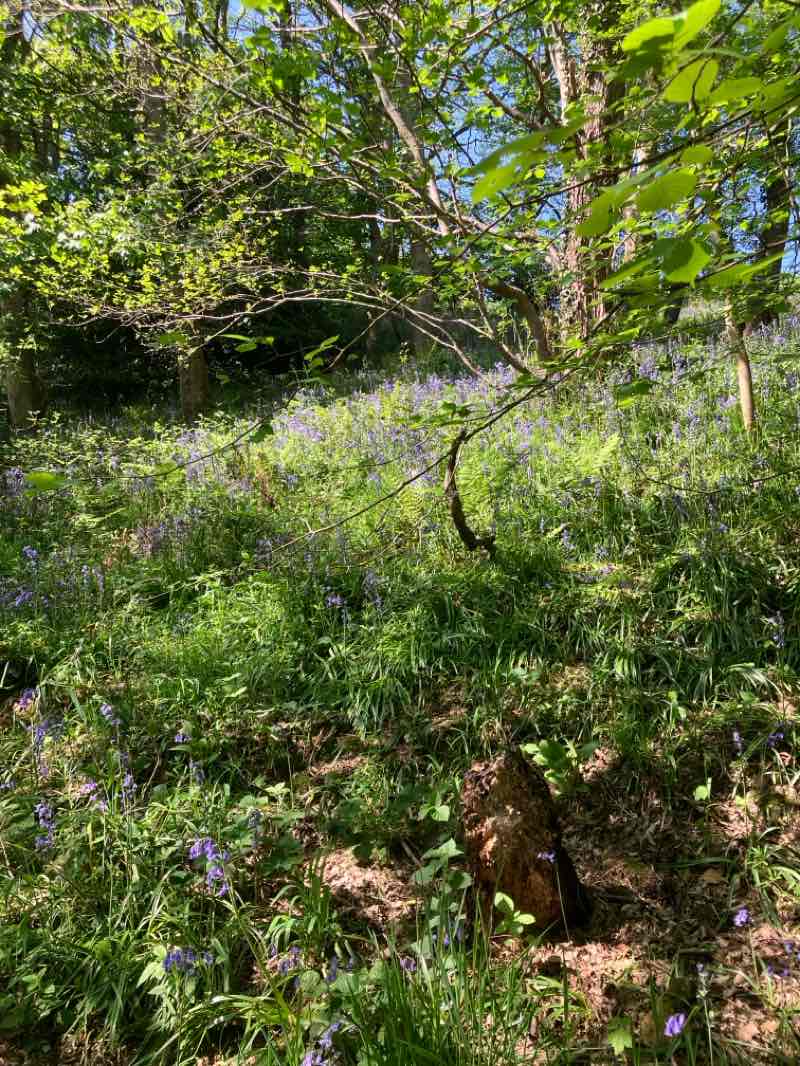 walking near me in Hermitage Field in spring