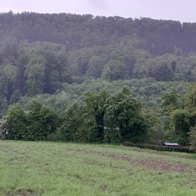 Die Kölner Harry post image