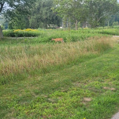 ابو بيت post 1