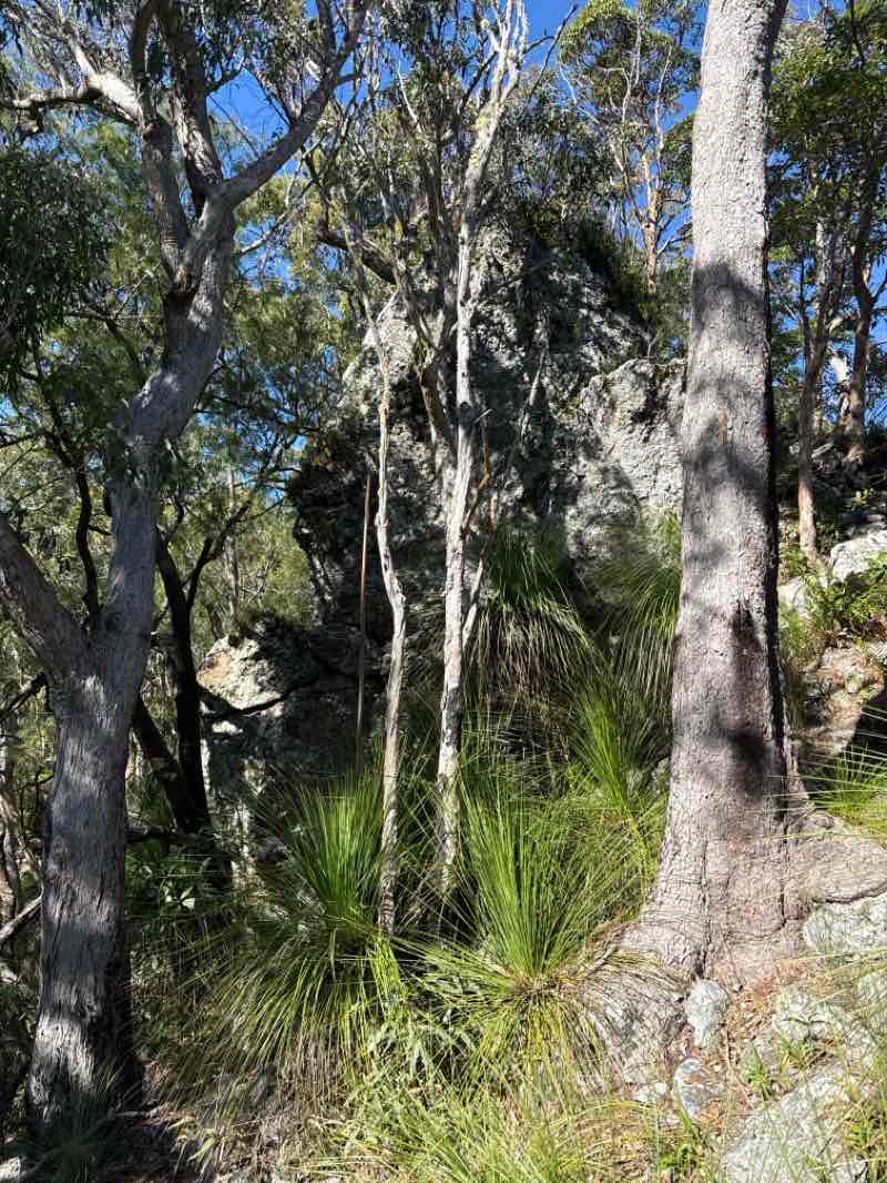 walking near me in D'Aguilar National Park in winter