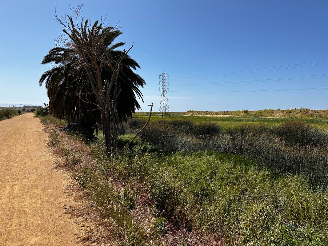 walking near me in Sunnyvale Baylands Park in winter