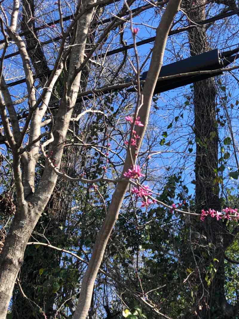walking near me in Davis Arboretum in spring