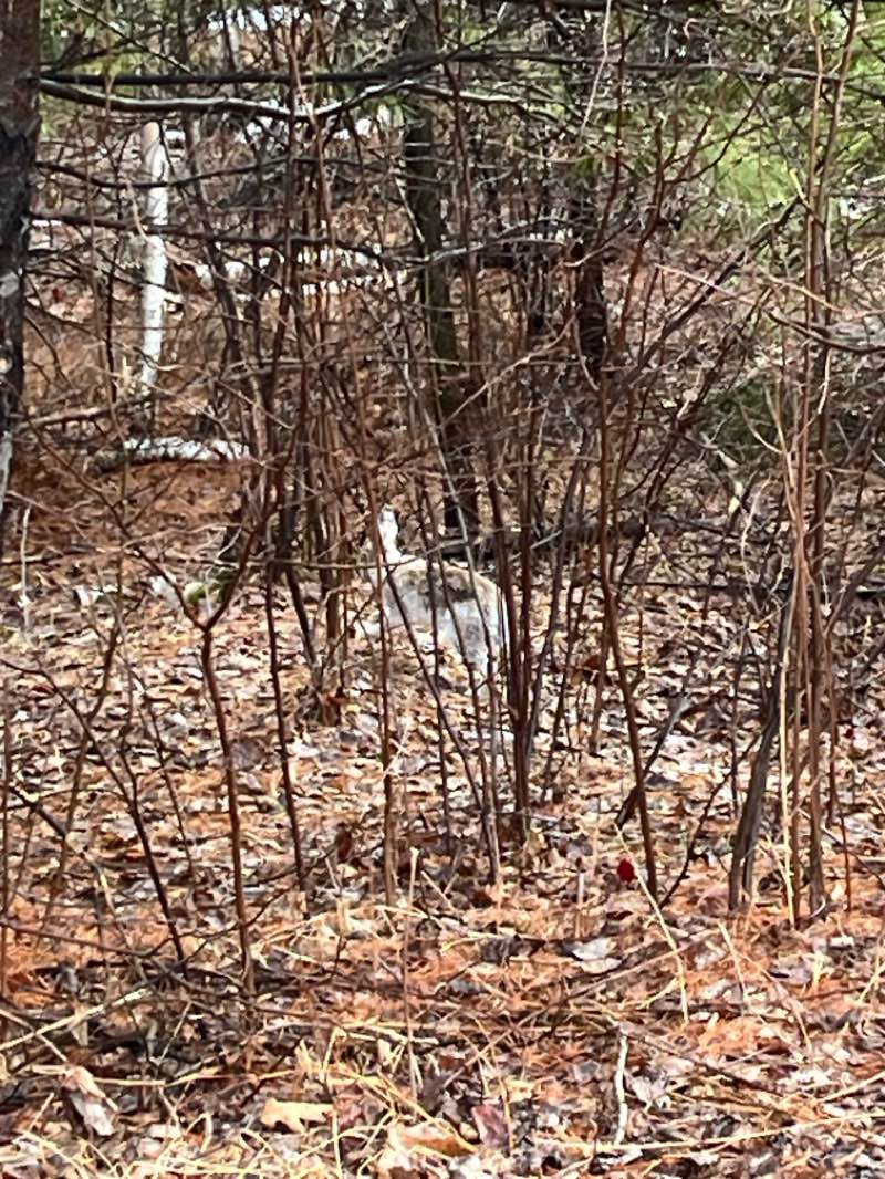 walking near me in Fielding Memorial Park in spring