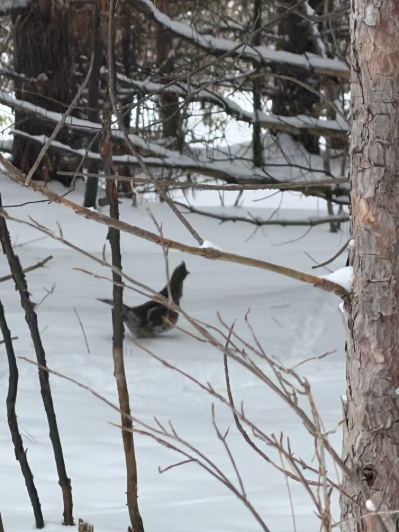 walking near me in Fielding Memorial Park in winter