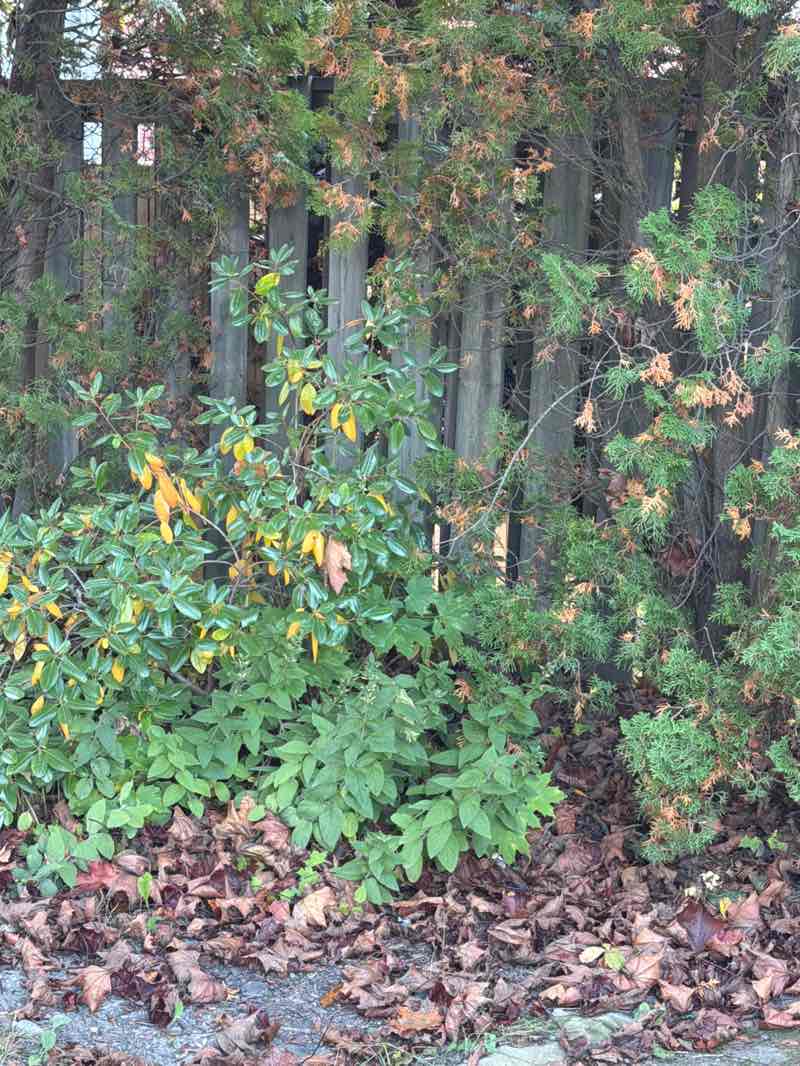 walking near me in Saint Charles Lake Park in autumn