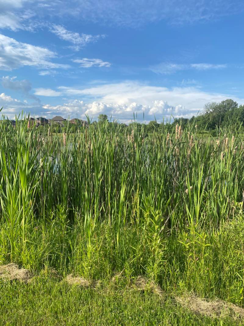 walking near me in Eldorado Park in winter