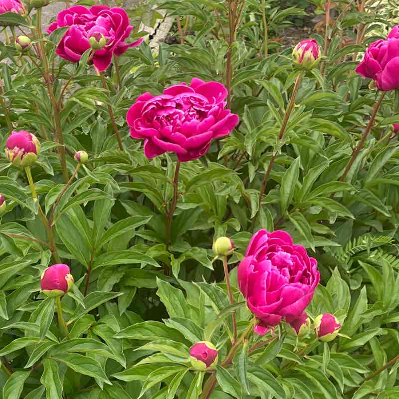 Adrienne Campbell post 2