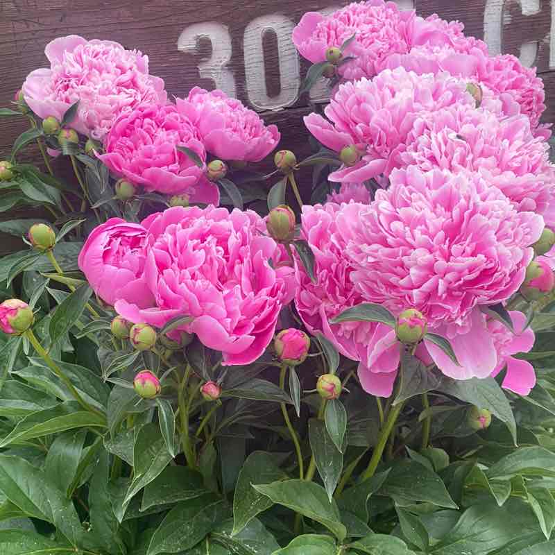 Adrienne Campbell post 3