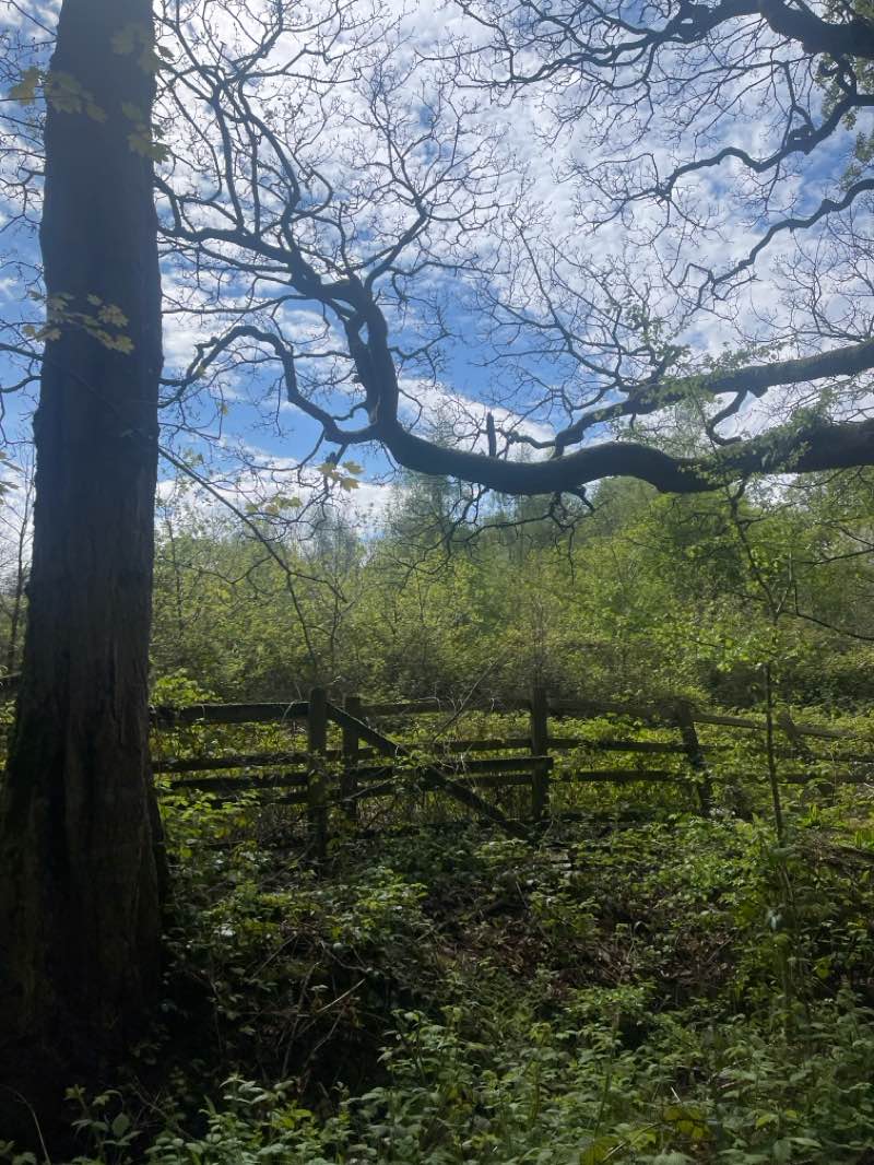 walking near me in Croxteth Park in spring