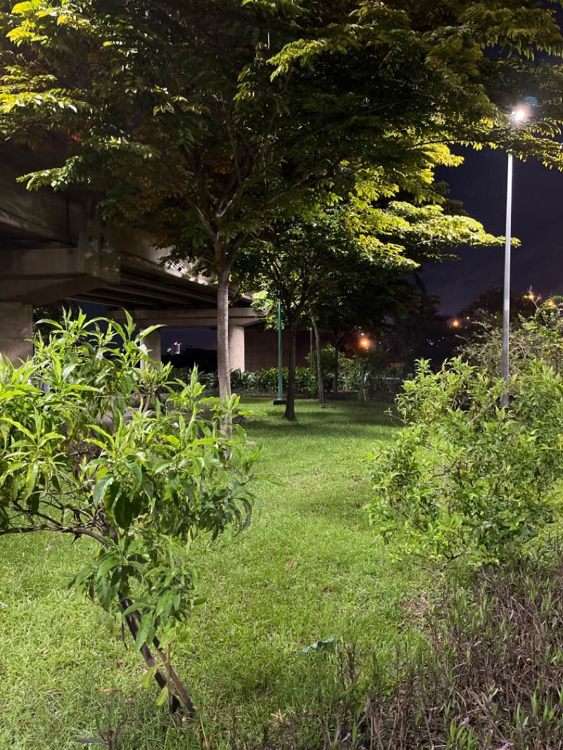 walking near me in Công viên Tầm Vu in winter