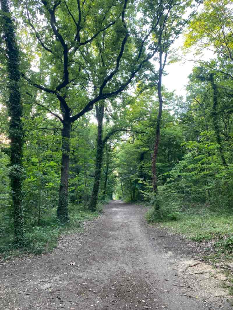 walking near me in Parc Forestier du Champs Millet in winter