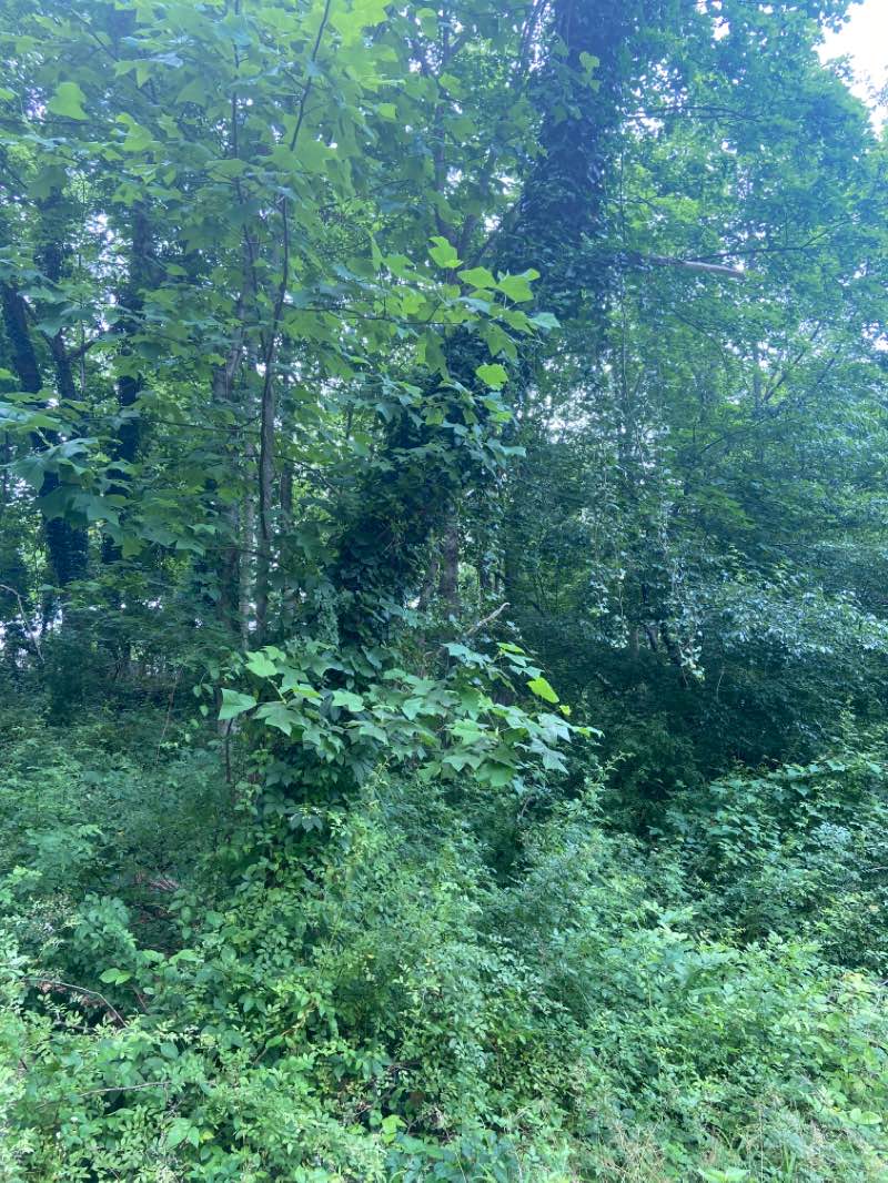 walking near me in Sweetbriar Park in winter