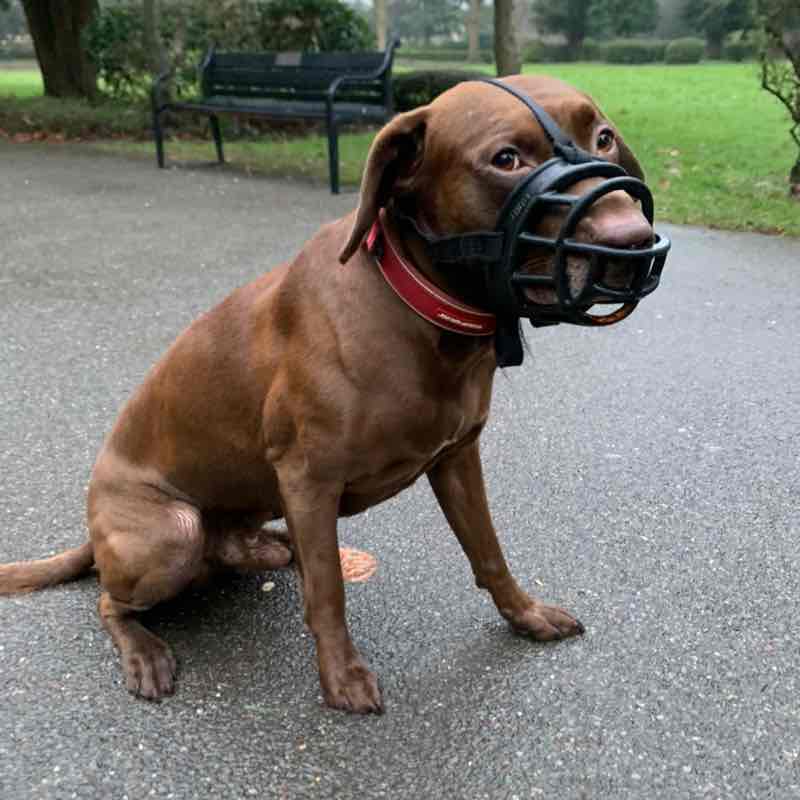 Indy Singh Dhesi post 1