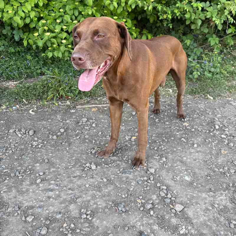 Indy Singh Dhesi post 1