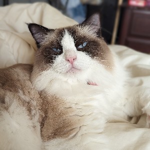 lila 🐣💕 profile