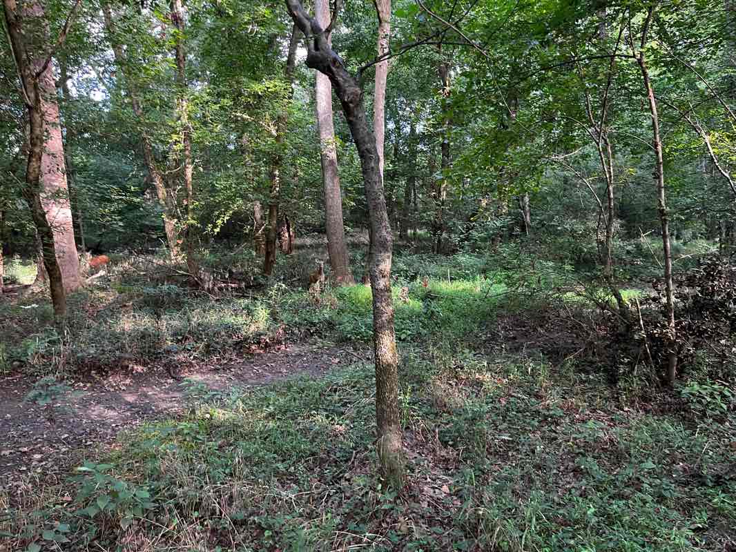 walking near me in Lower McAlpine Creek Greenway in winter