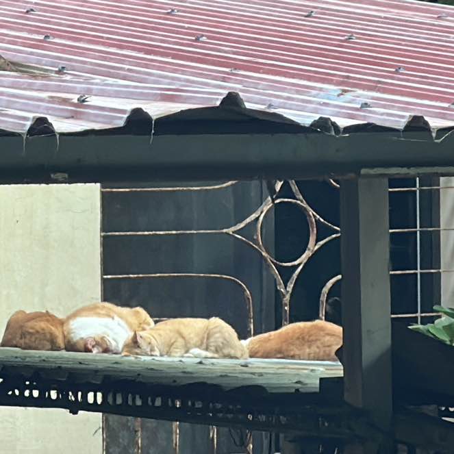 逋逋向前衝 post 1