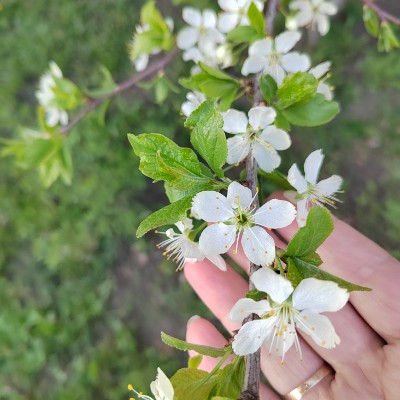 ВМЕСТЕ ВЕСЕЛО ШАГАТЬ!🚶🏼‍♀️🚶🏼 Гузель🌸 post image