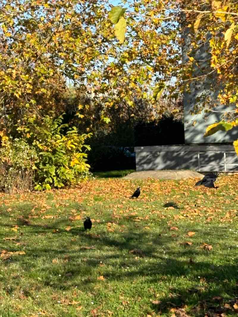 walking near me in Nietlebener Bürgerpark in winter