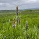 ༺ཌༀൢ朩ふ༒朩朩朩ൢༀད༻