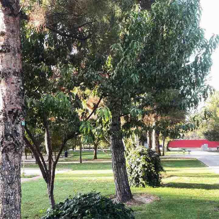 Active pacer siamak post image