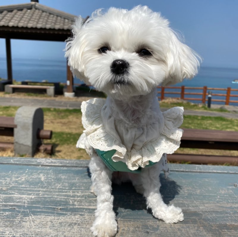 A미지언니❣️ icon