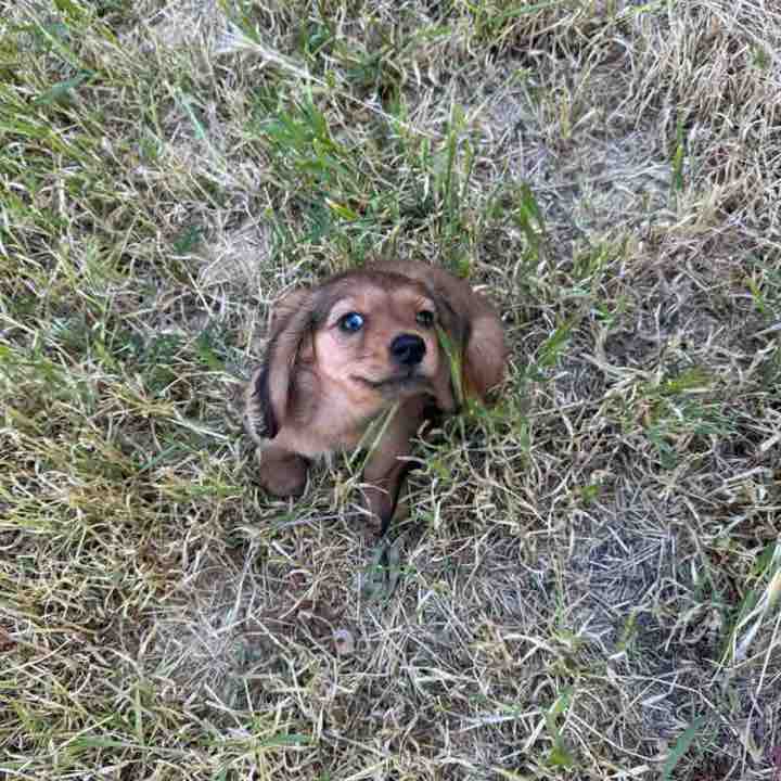 I ❤️ My Pets Dana post image