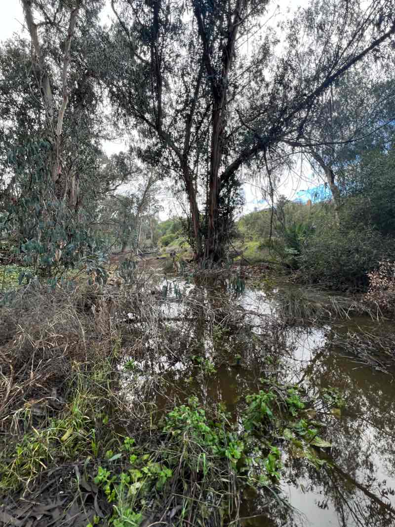 walking near me in Ellwood Forest Park in winter