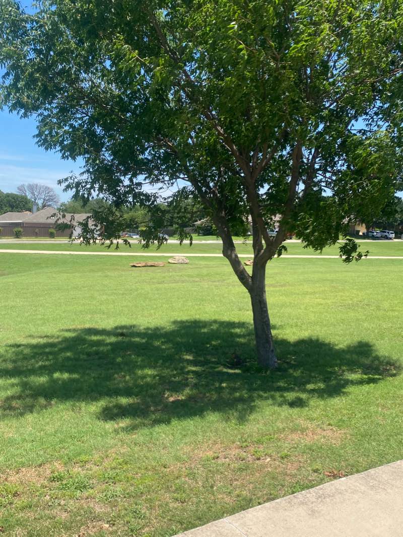 walking near me in Vandergriff Park in winter