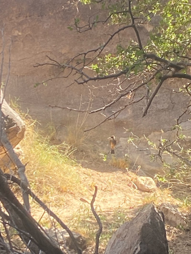 walking near me in Hueco Tanks State Park & Historic Site in summer