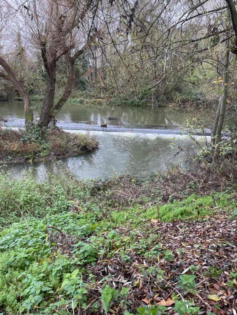 walking near me in Gudgeons Meadow in autumn