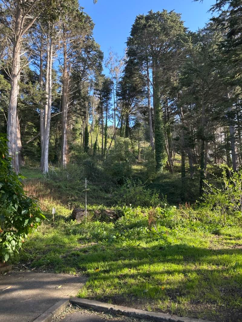walking near me in Mount Sutro Open Space Reserve in spring