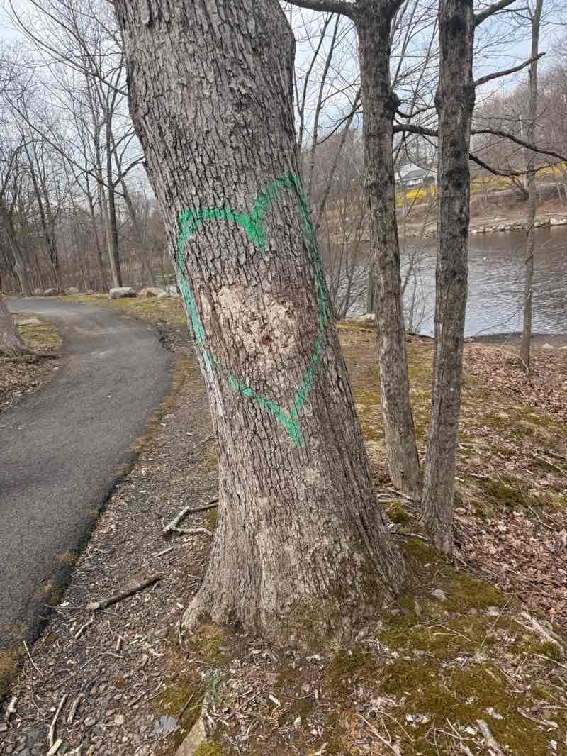 walking near me in Willow Tree Park in spring