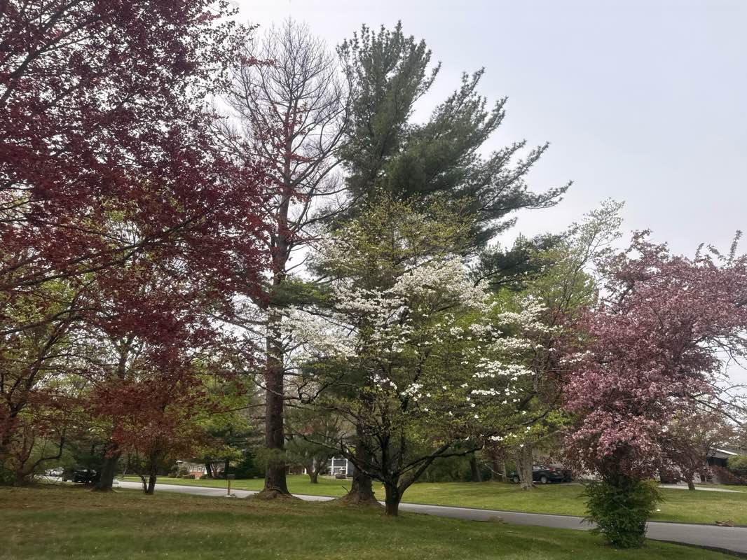 walking near me in Willow Tree Park in spring