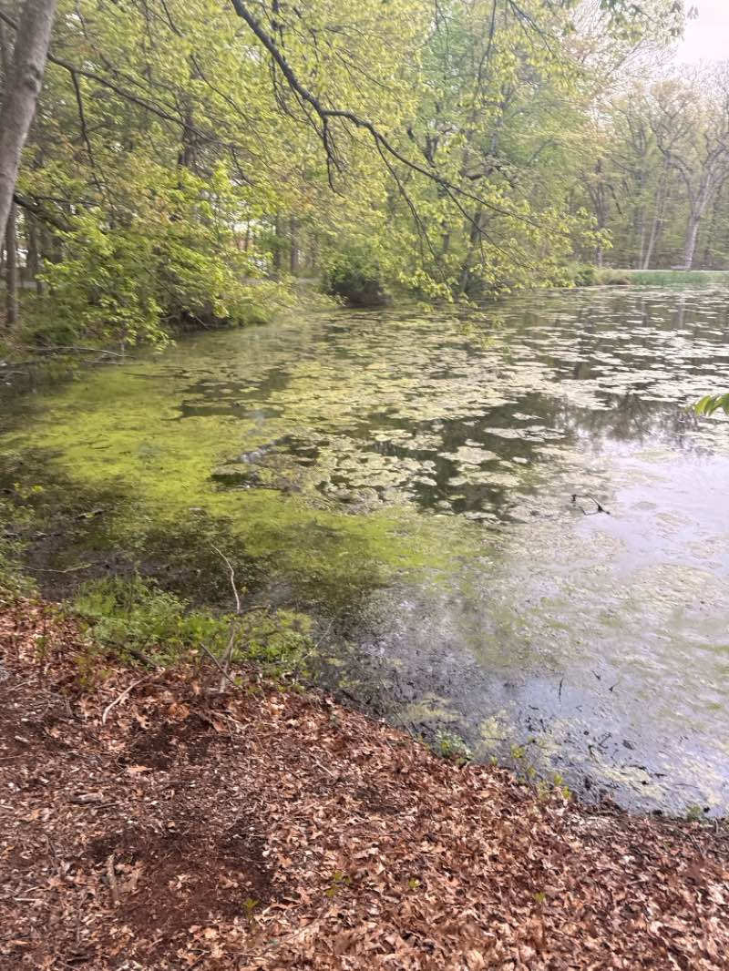 walking near me in Demarest Kill County Park in spring