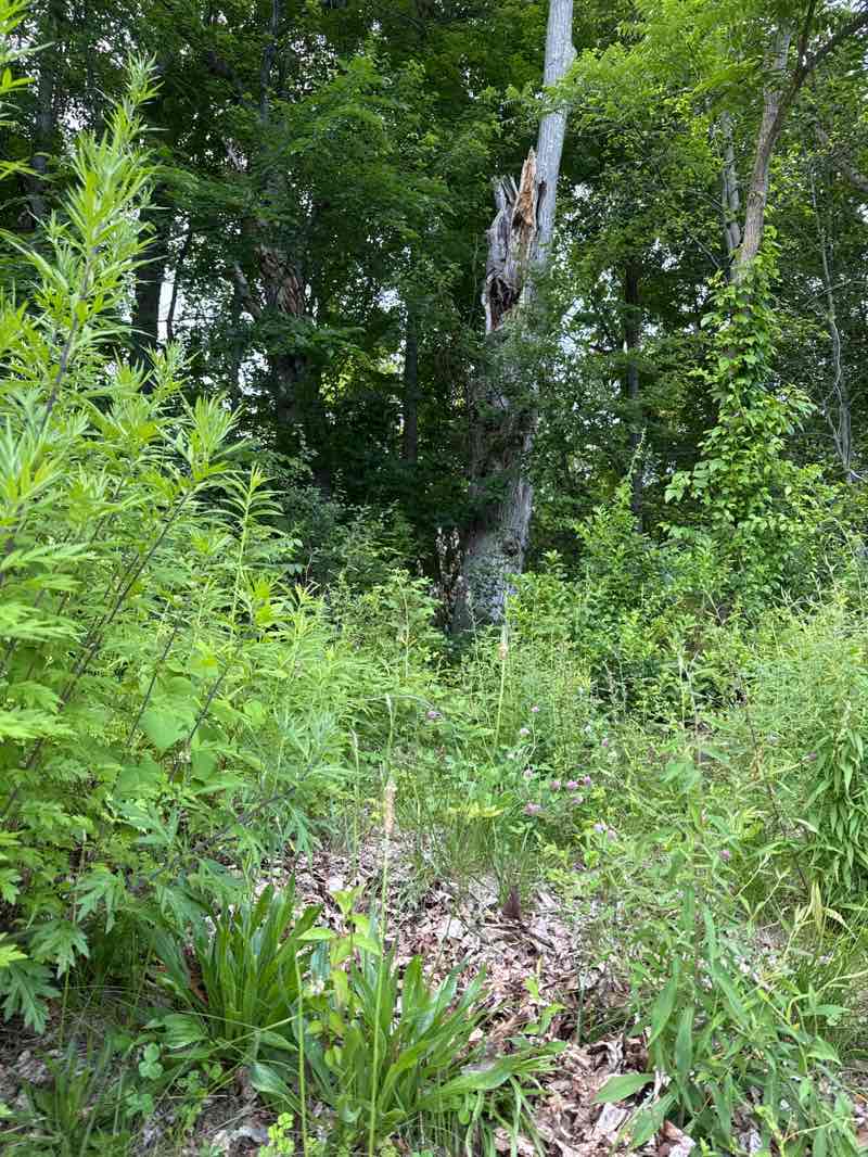 walking near me in Mill River Recreation Area in summer