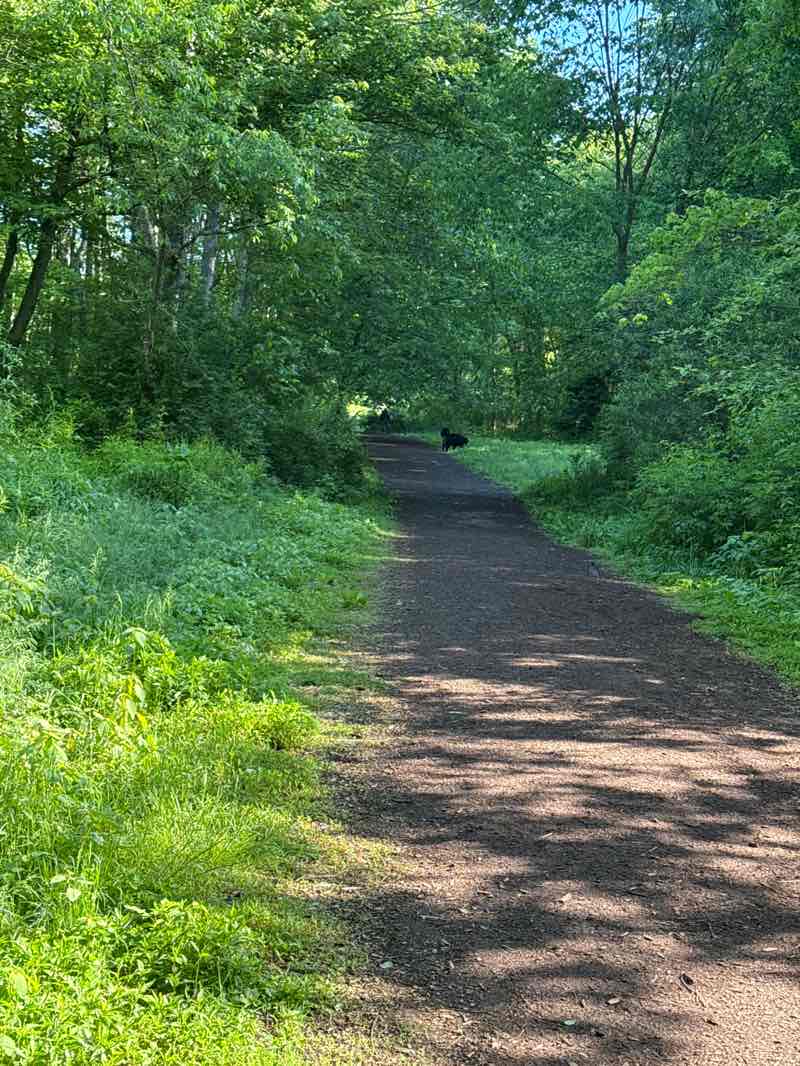 walking near me in Amethyst Brook Conservation Area in summer