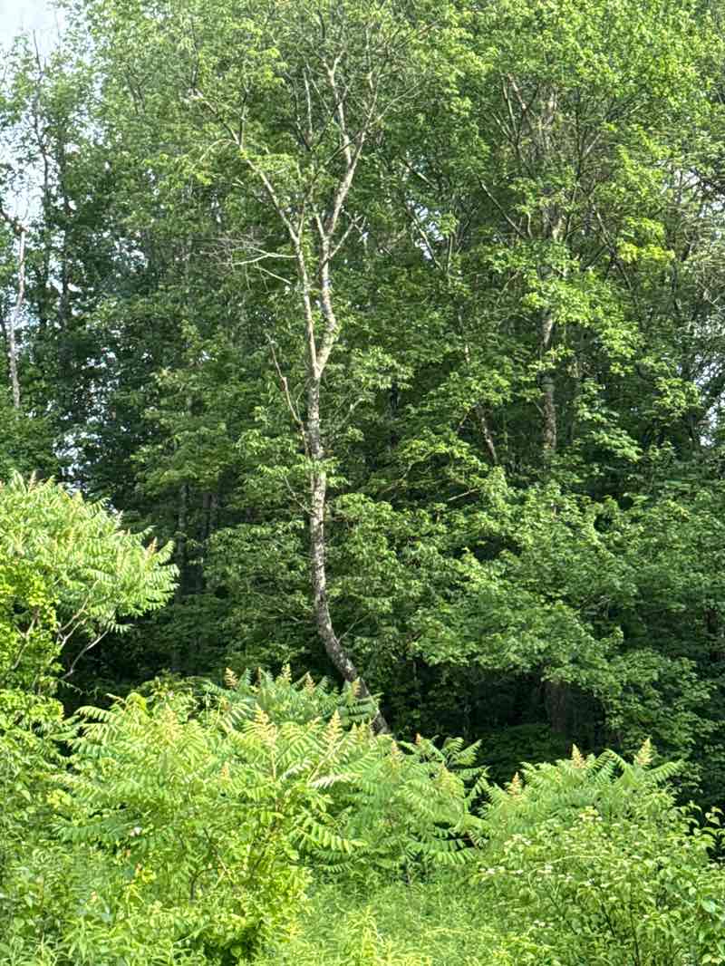 walking near me in Atkins Farm Conservation Area in summer