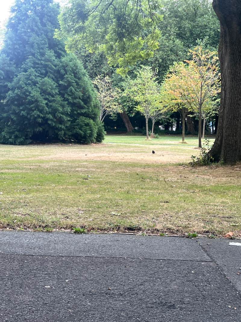 walking near me in Whitworth Park in summer