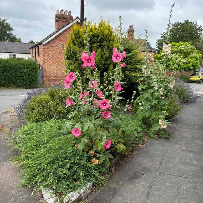 Keep Active & Healthy Belle Mitchell post image