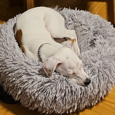 Amigos de Dana juan carlos post image