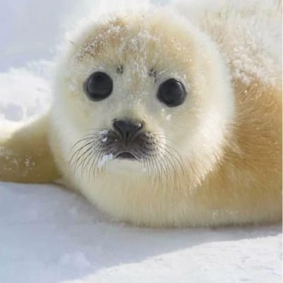 Сергей Орлов