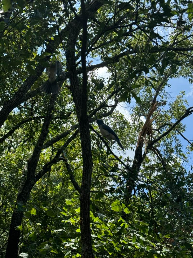 walking near me in Reserva Nacional Chipinque in winter