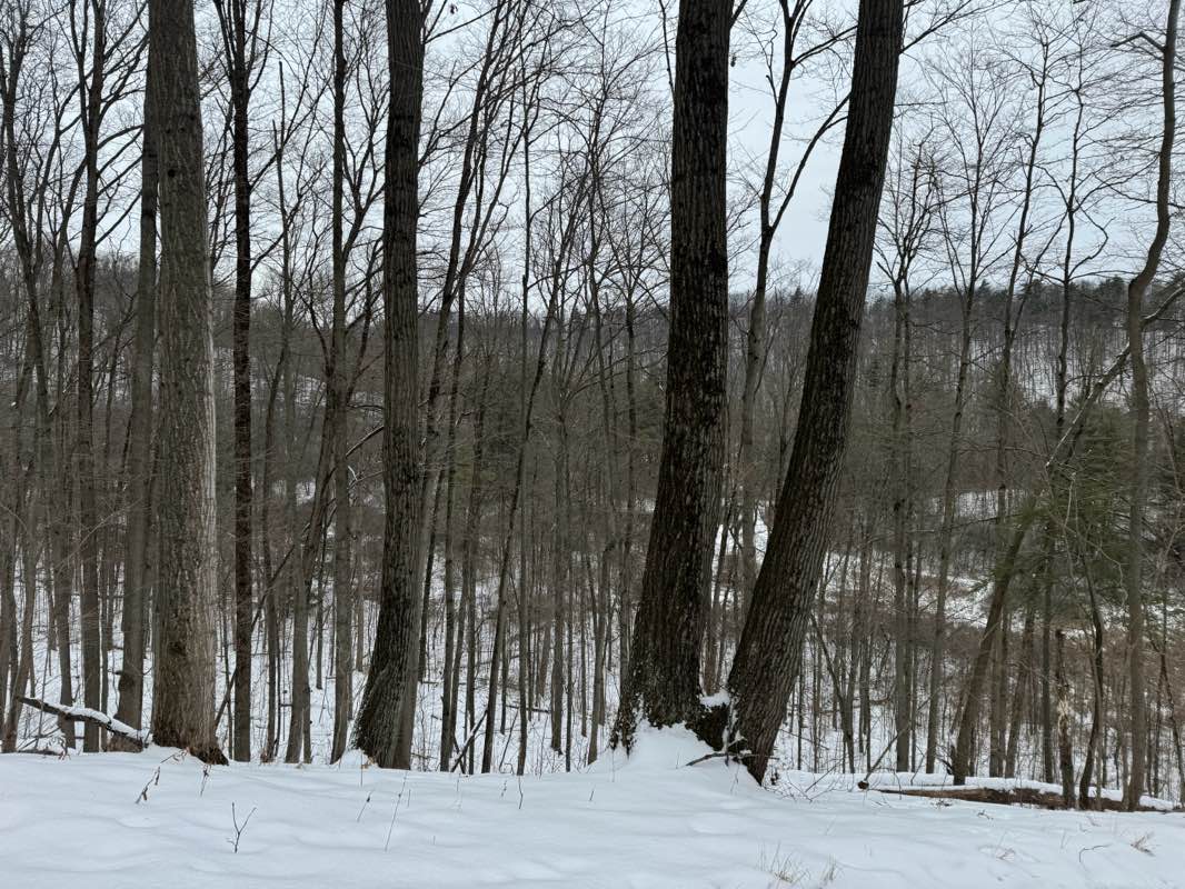 walking near me in Sealy Park in winter