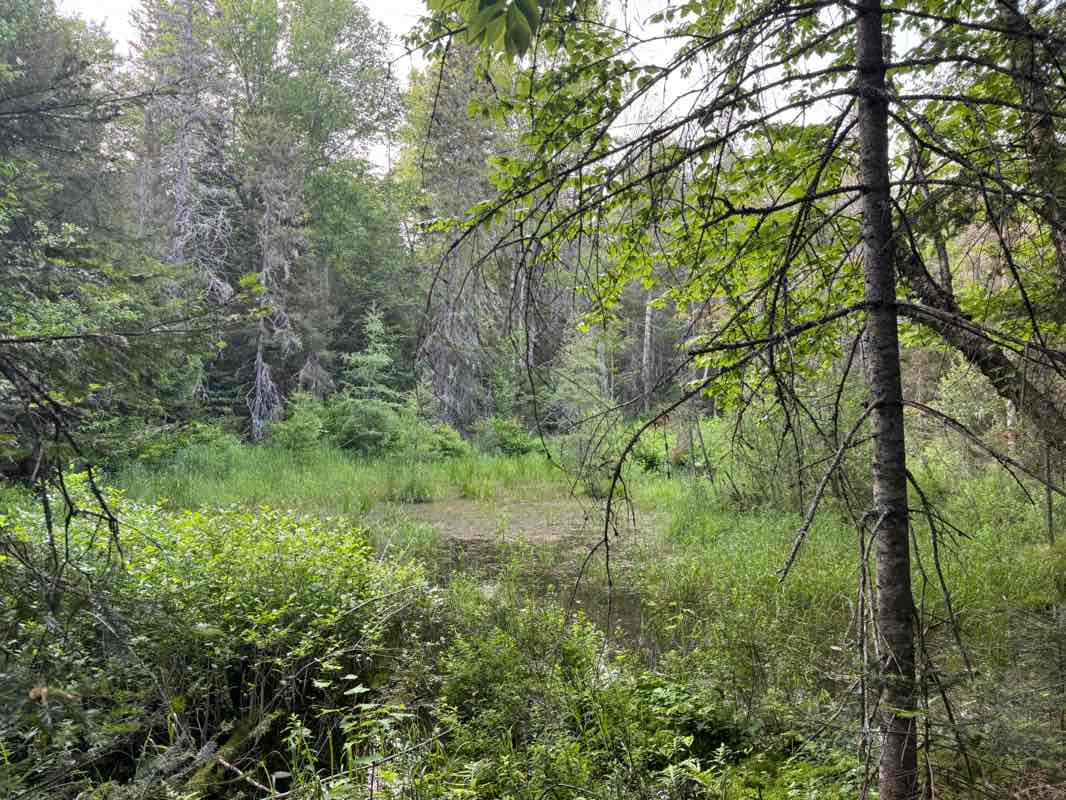 walking near me in Mikisew Provincial Park in summer