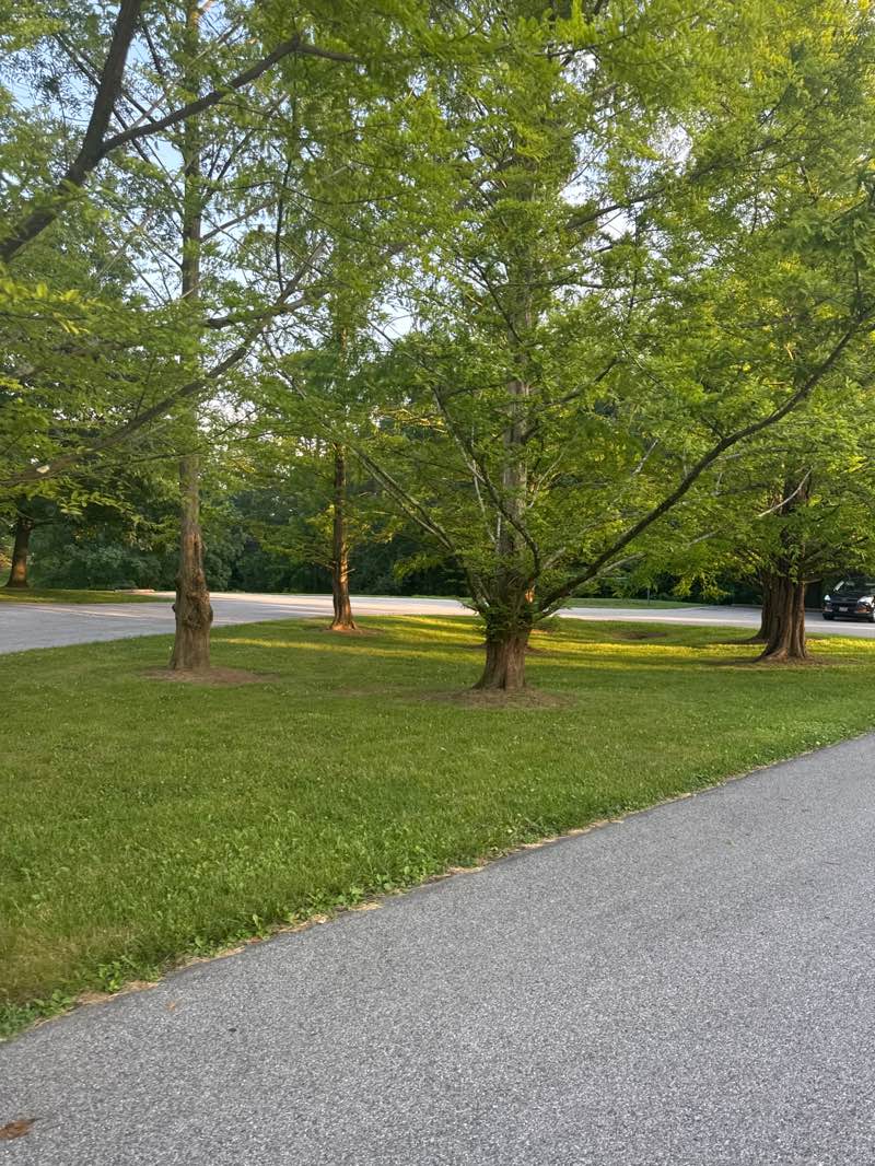 walking near me in King Park in summer