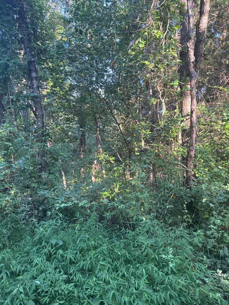 walking near me in Hashawa Bear Branch Park in autumn